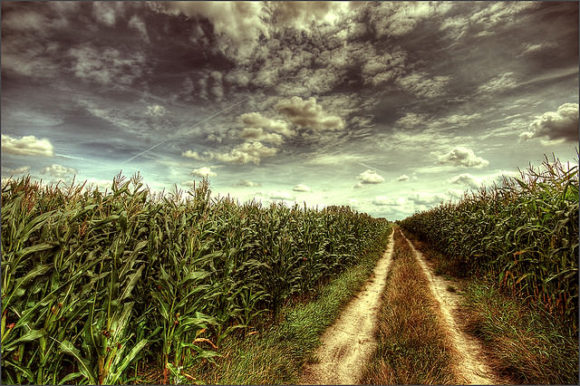 Biosprit: Entstehen von Monokulturen Mais Zuckerrohr Ethanol