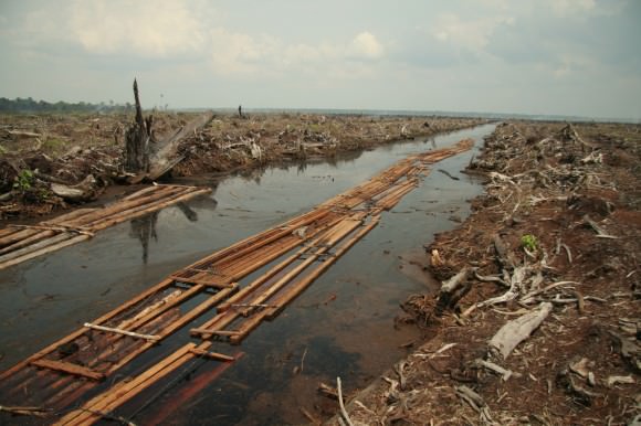 Waldrodungen in Indonesien große Gebiete sind für lange Zeit unbewohnt